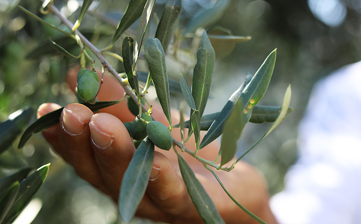 Turismo Rural - Espaço Biológico